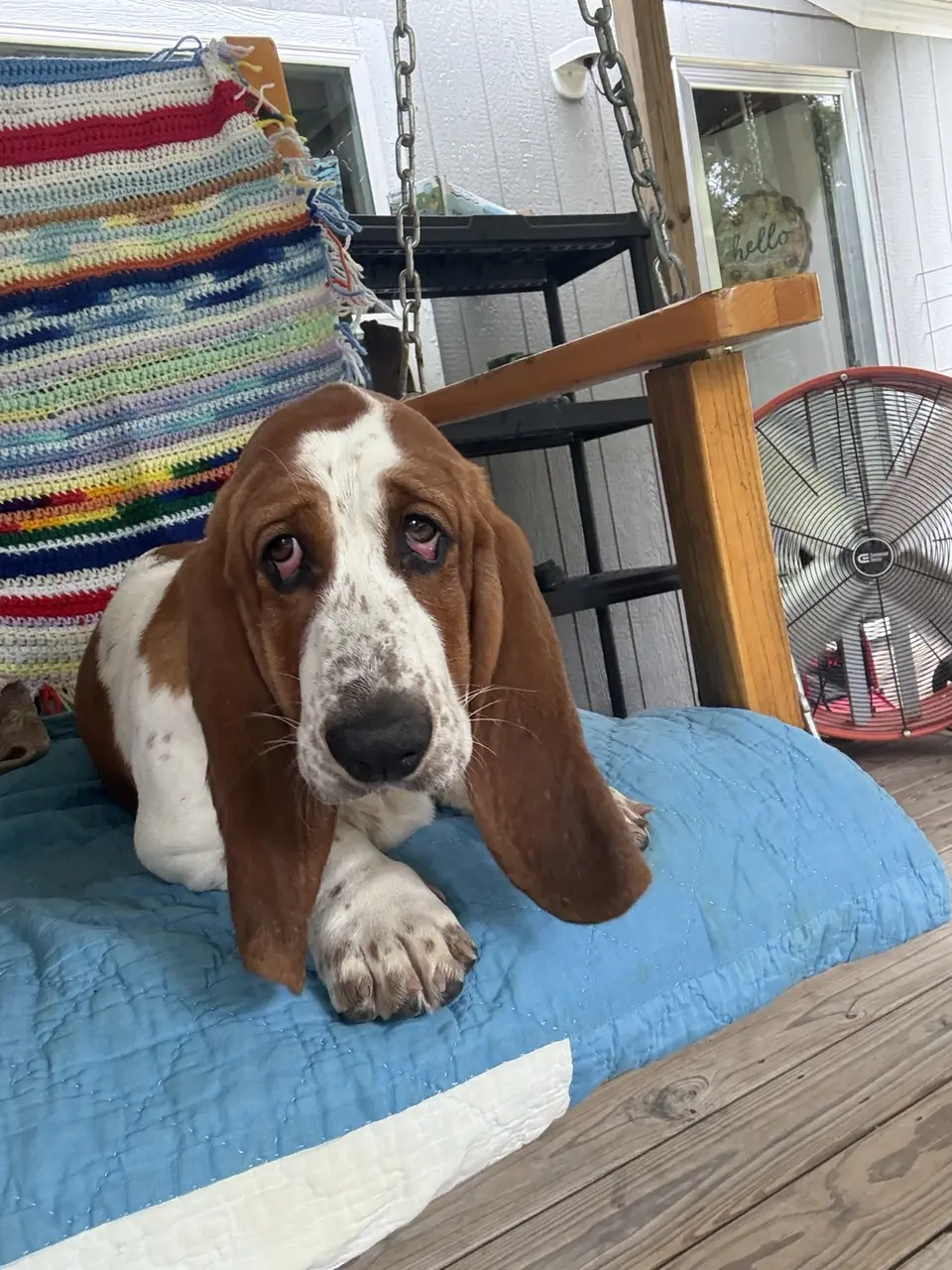 A Basset Hound resting comfortably on the porch