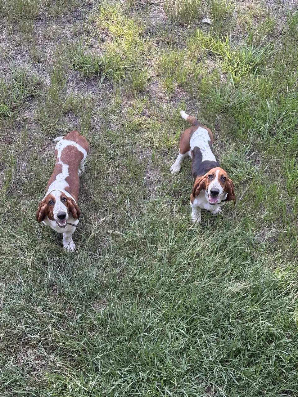 Two happy Basset Hounds looking up while exploring the yard